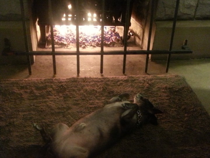 Warm Dog! Happy Dog!