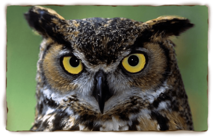 great_horned_owl3